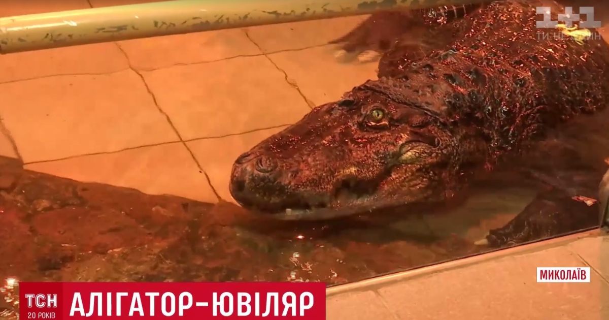 Унікальний алігатор Вася потрапив до Книги рекордів України