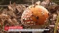 Опытные грибники рассказали, какие грибы можно собирать и как защититься от отравления