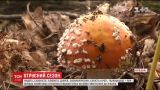 Опытные грибники рассказали, какие грибы можно собирать и как защититься от отравления