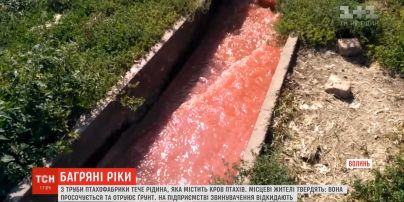 Реки крови: птицефабрика во Владимире-Волынском сливает в почву отходы с производства