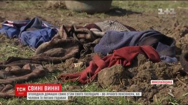 Зголоднілі домашні свині з'їли свого 80-річного господаря на Миколаївщині