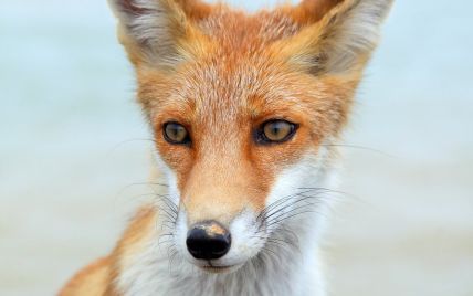 Вынуждены идти в город, чтобы прокормиться: в Виннице фиксируют нашествие лис