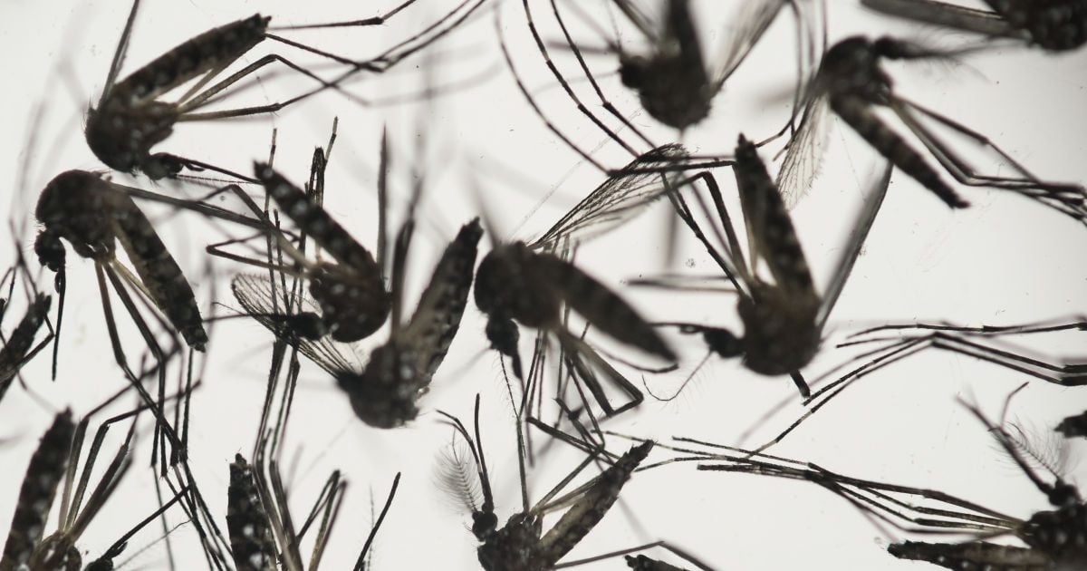 В США выпустят сотни миллионов генно-модифицированных комаров, которые не кусают людей