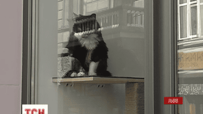 Унікальне котокафе відкрили переселенці з Криму у Львові