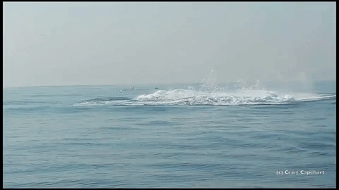 Аквалангіст зняв унікальне відео з 40-тонним китом, який повністю вистрибнув із води