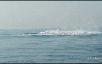 Аквалангіст зняв унікальне відео з 40-тонним китом, який повністю вистрибнув із води