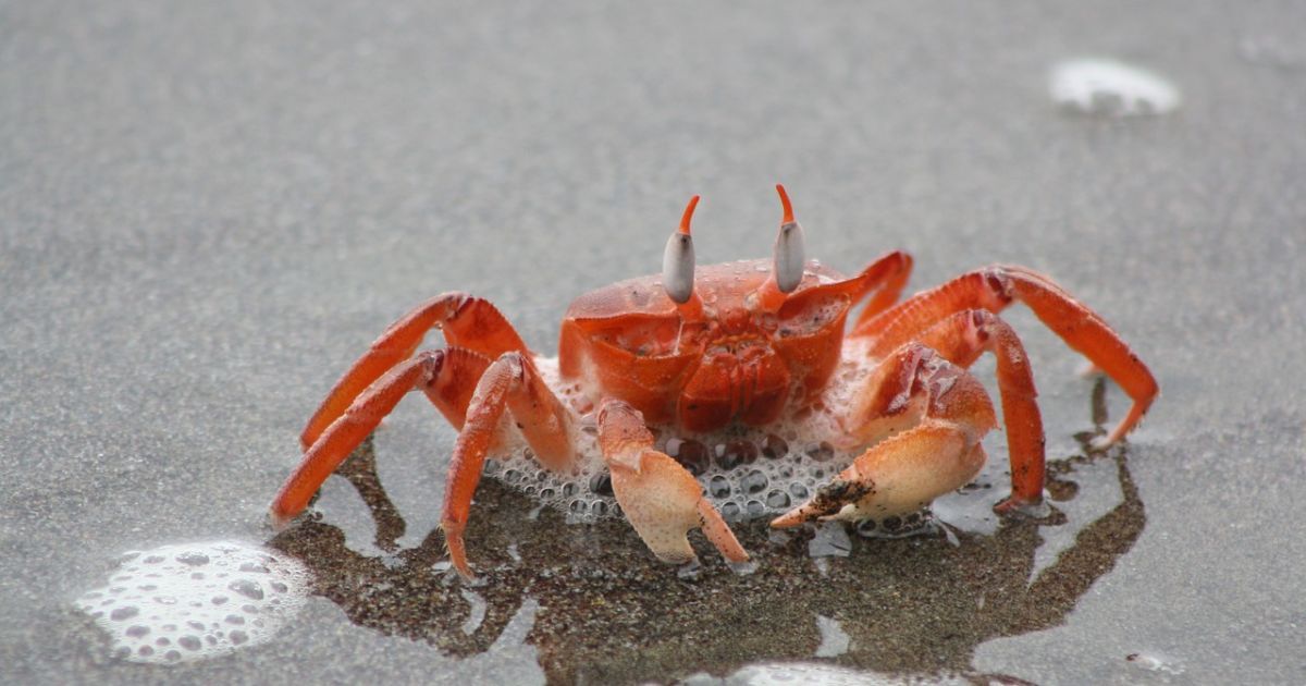 Візуальний тест: знайдіть трьох зайвих крабів за 15 секунд — впораються лише найуважніші
