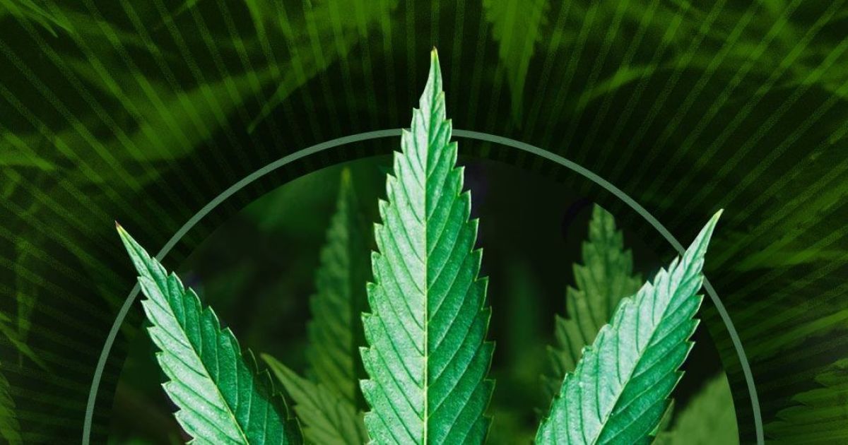 Что лечит марихуана принцип действия браузера тор hidra