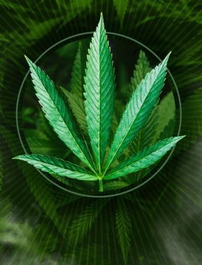 Медицинская марихуана петиция марихуана ночь