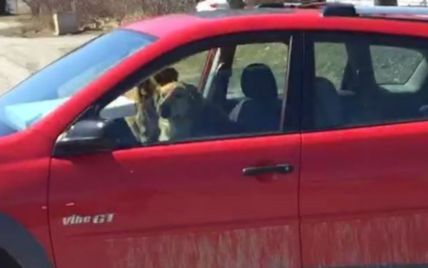 В Канаде две собаки "угнали" авто