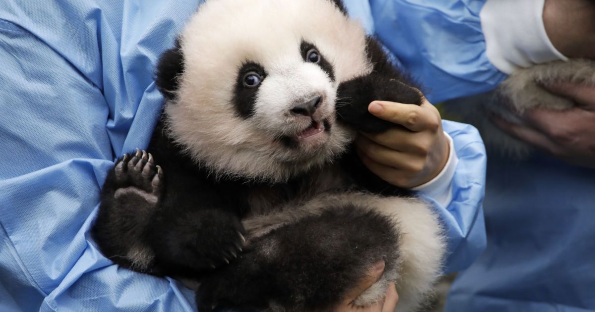 У Берліні відсвяткували перший день народження панденят-близнюків