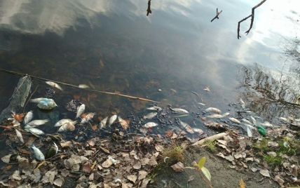 На Житомирщине массово гибнет рыба, полиция открыла уголовное производство