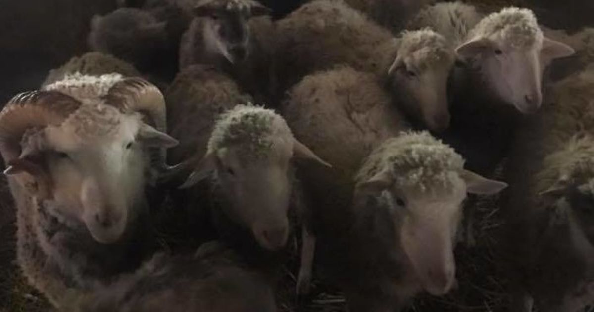На Київщині під фермою з вівцями виявили нелегальний підземний спиртзавод