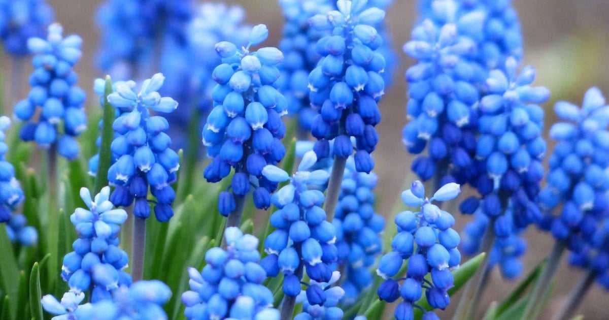 Який сьогодні, 25 березня, день ангела