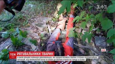 У Києві працює команда добровольців, які щодня рятують тварин з надзвичайних ситуацій