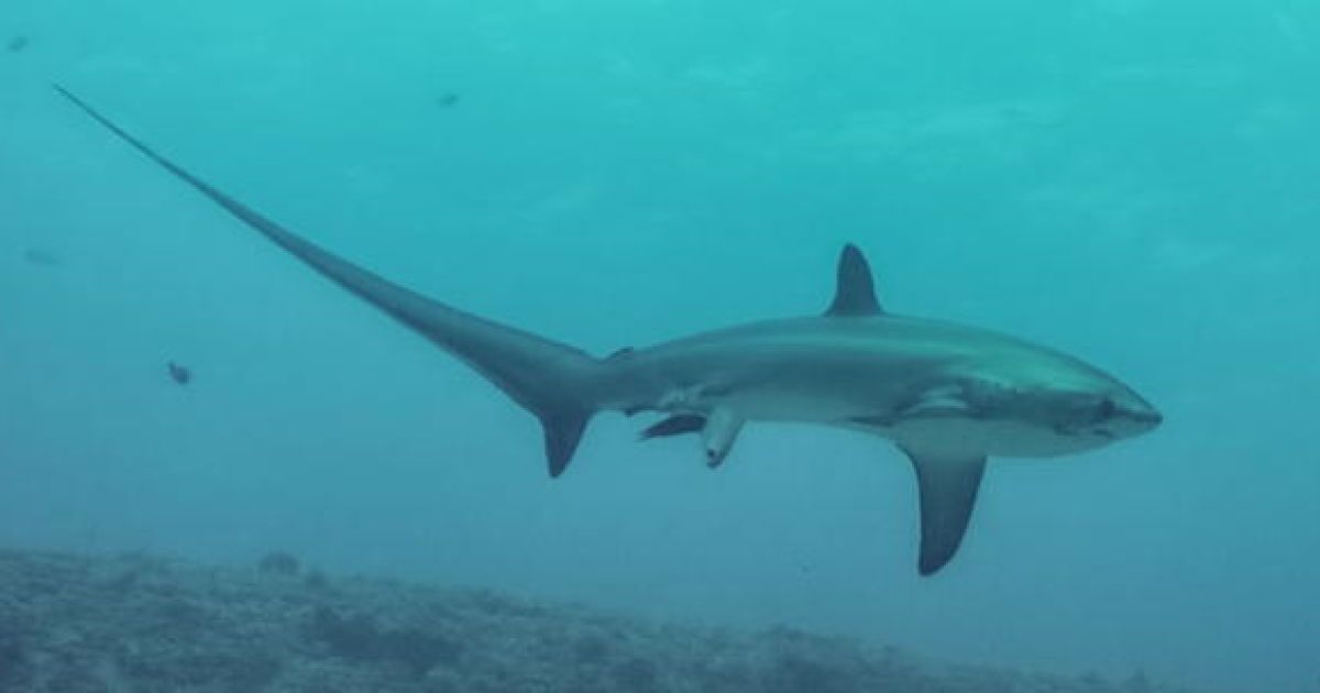 Риба відірвала серфінгісту руки, ноги і частину живота, після чого потягла тулуб в океан