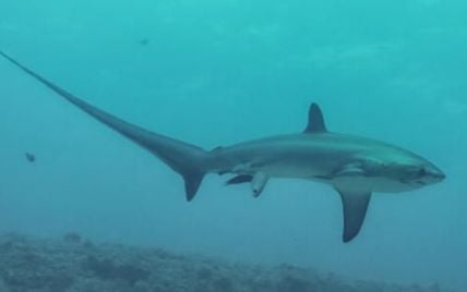 В Индийском океане акула сожрала 13-летнего серфингиста