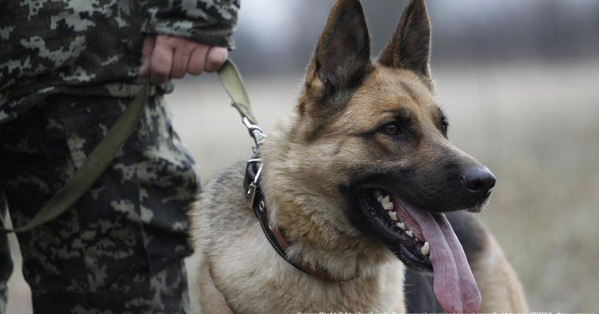 Будівництво "Стіни" проводять на всьому українсько-російському кордоні