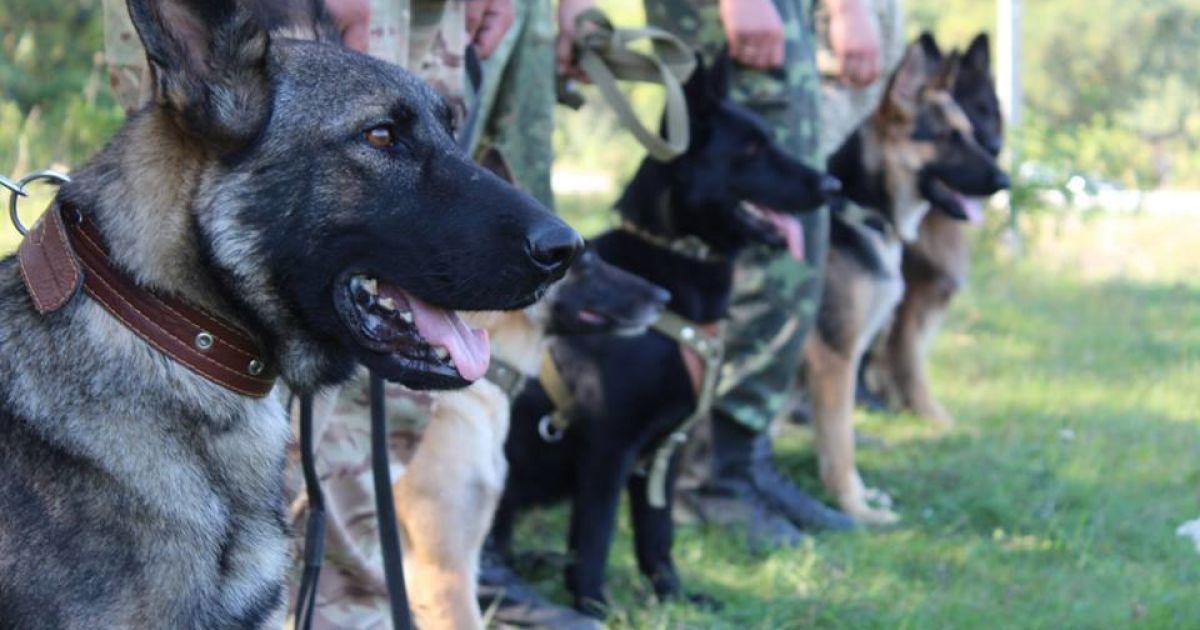 У Києві з’явився банк крові для собак