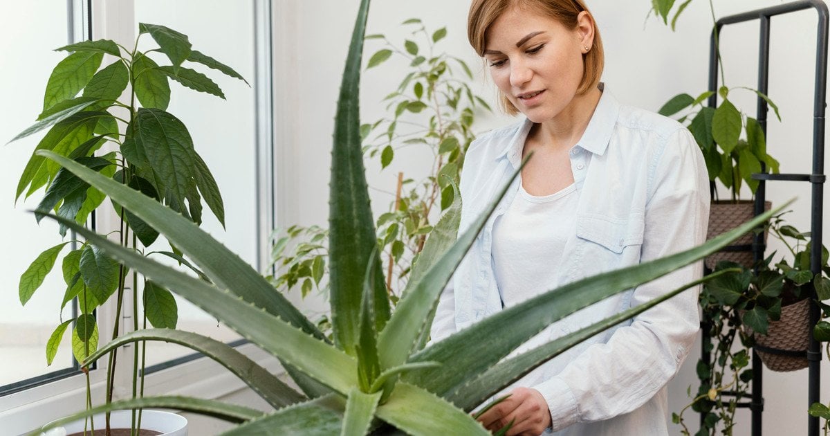 Какая польза алоэ вера