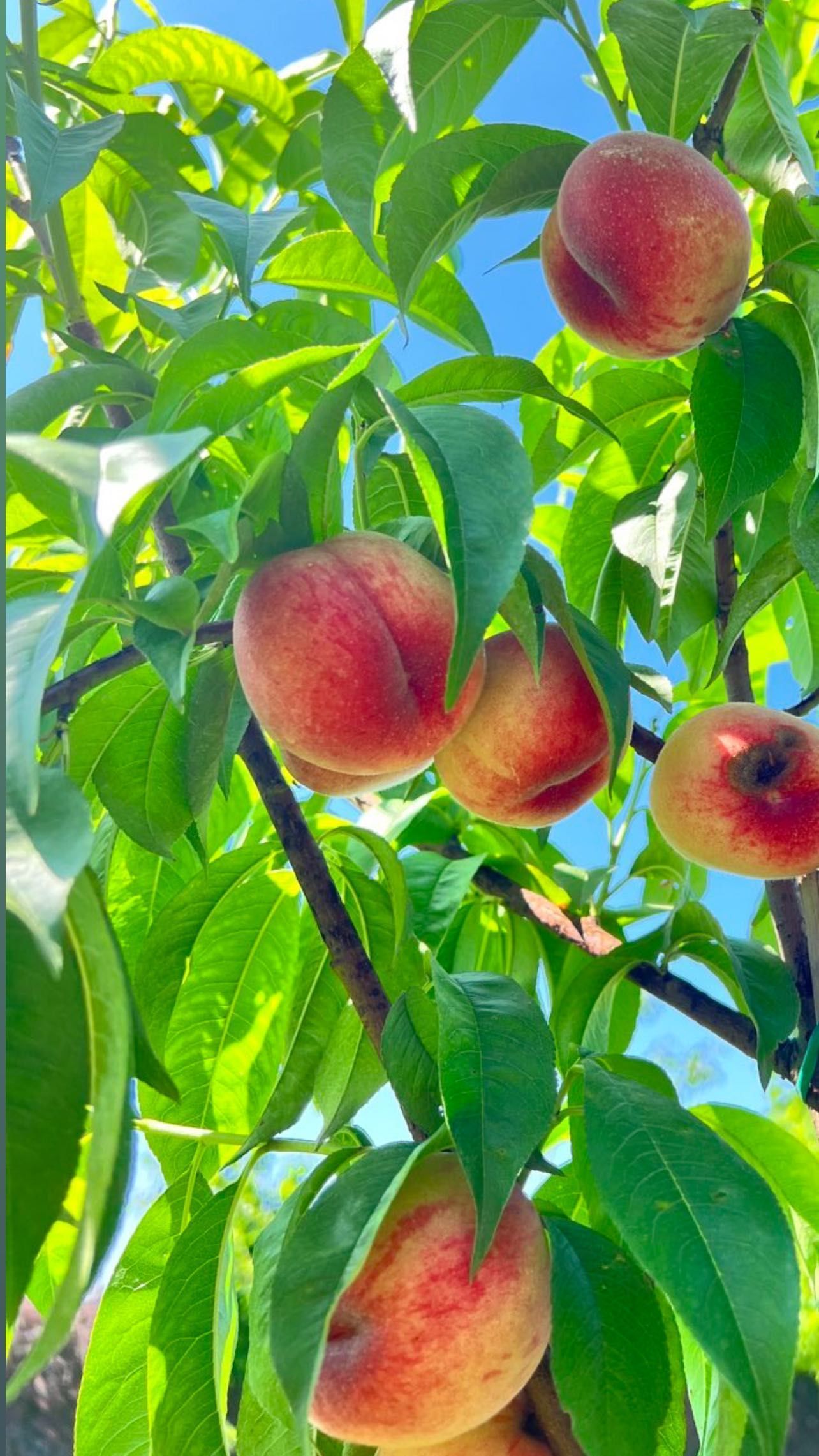 Тина Кароль / © instagram.com/tina_karol