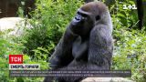 В американському зоопарку помер найстаріший у світі самець горили | Новини світу