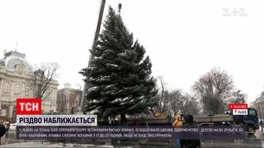 Во Львове установили новогоднюю елку
