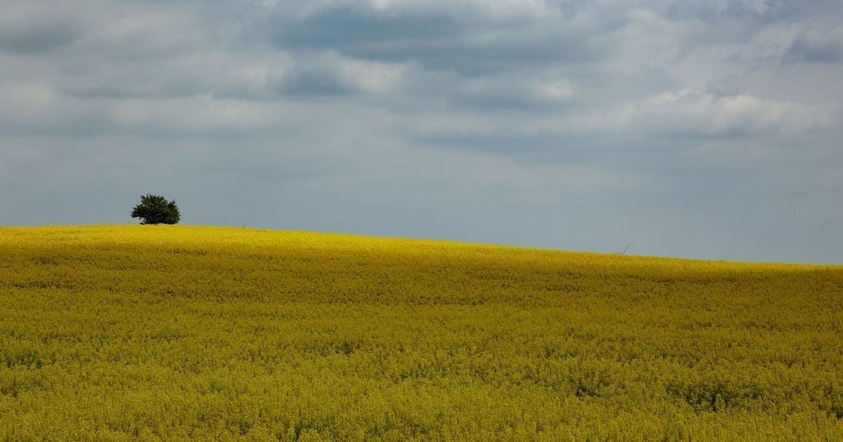 Українці можуть втратити свої земельні ділянки: пояснення Мін'юсту