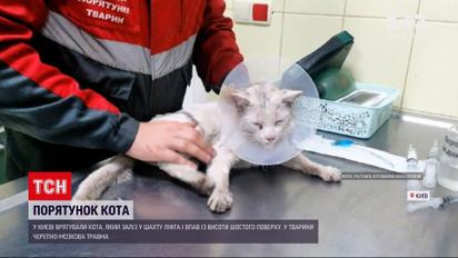 Новости Украины: в многоэтажке Киева спасали кота, который упал в подвал с высоты шестого этажа