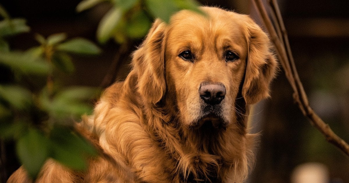 Золотистий ретривер