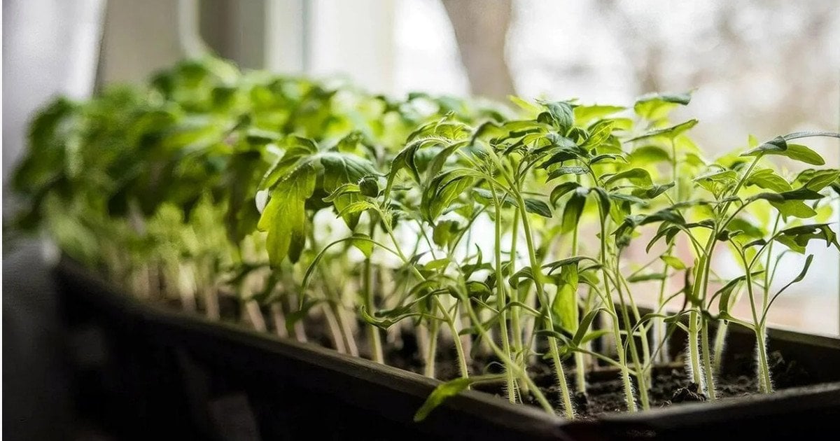 Розсада на підвіконні