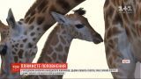 Длинноногий новорожденный: в одесском биопарке родился жирафенок
