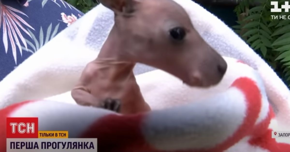 Фото: скриншот с видео