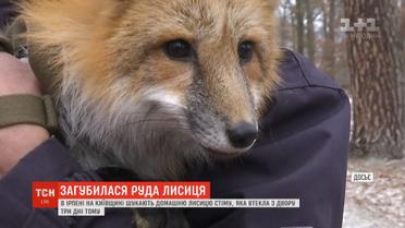 У Ірпені шукають руду лисичку, яка втекла з дому