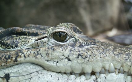 Била животное, пока то не оставило их в покое: в Мексике девушка спасла родную сестру от пасти крокодила