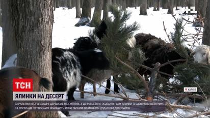 Харків'яни несуть різдвяні ялинки до місцевого екопарку