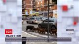 Новости мира: в центре Рима периодически появляется стадо диких кабанов