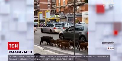 Новости мира: в центре Рима периодически появляется стадо диких кабанов