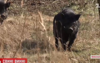 Вьетнамские свиньи разорвали своего хозяина-пенсионера на Николаевщине