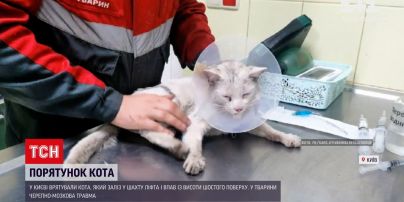 Новини України: у багатоповерхівці Києва рятували кота, який упав у підвал з висоти шостого поверху