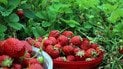 Клубника полезна для здоровья