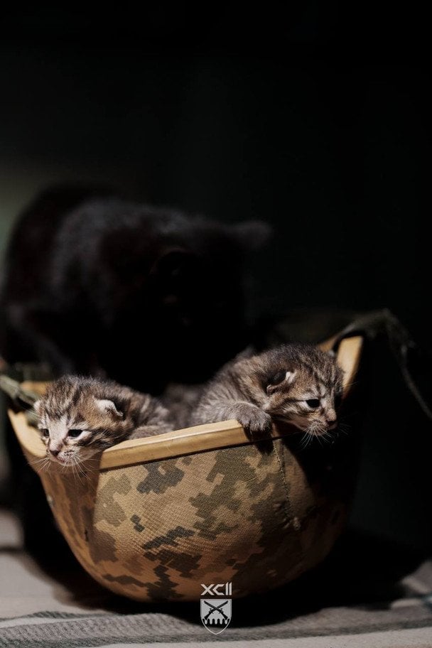 Котята в 92-й ОШБр / © соцмережі