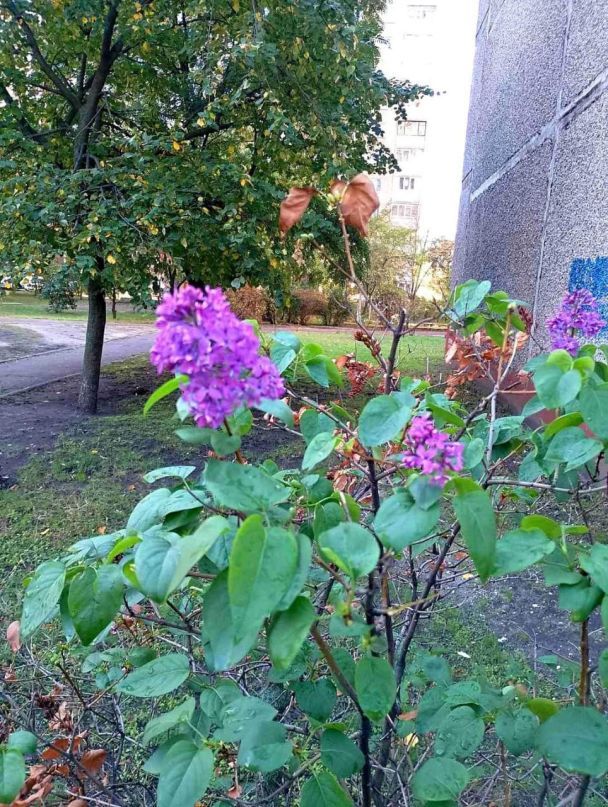 В Киеве зацвела сирень/фото из открытых источников