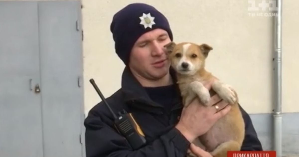 Розшукується господар. В Івано-Франківську патрульні врятували руденьке цуценя