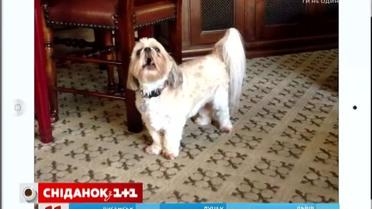Крикливая собака стала звездой сети