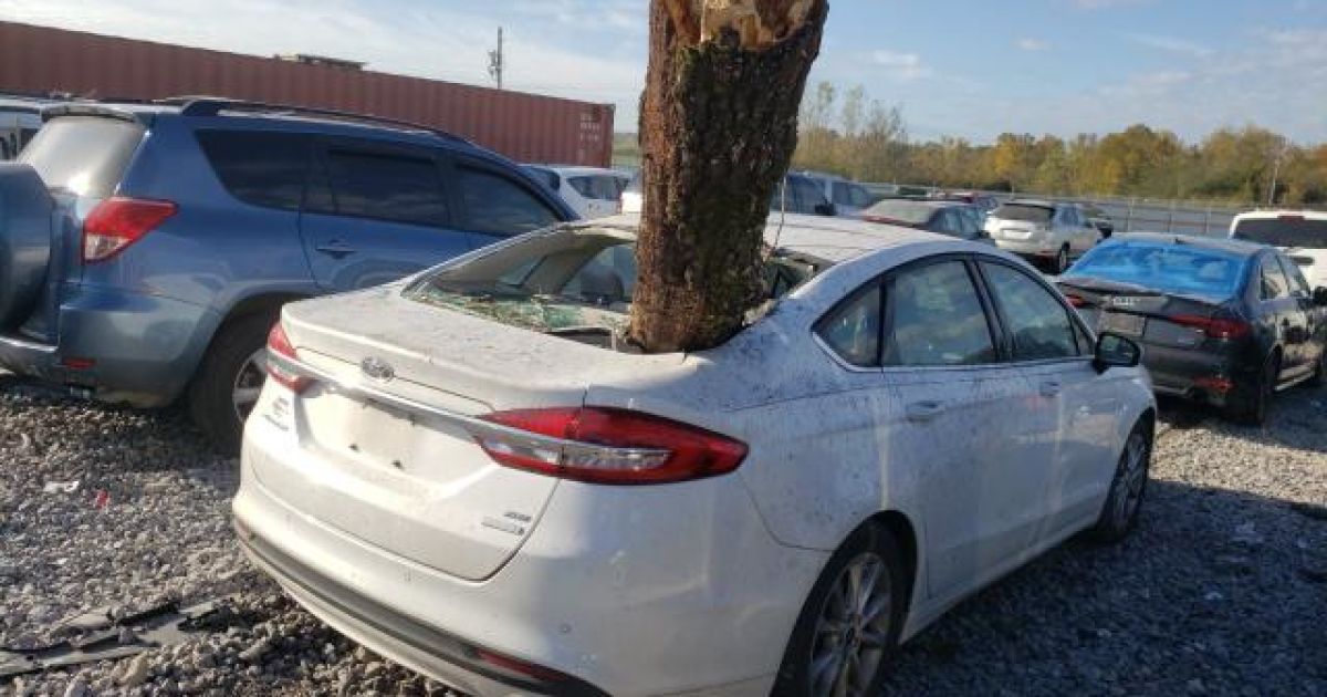 На известном аукционе продают Ford Fusion, с которого торчит ствол сосны