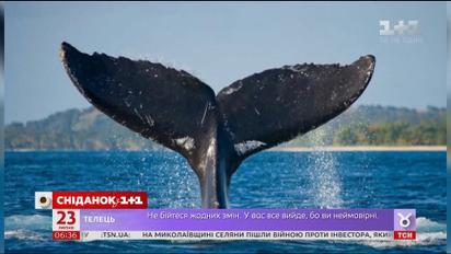 Сегодня Всемирный день китов и дельфинов