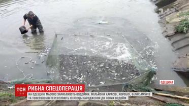Миллионы мальков переселяют из прудов-инкубаторов в водоемы Одесской области
