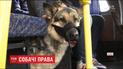 Мужчина два дня не мог выехать из Львова, потому что его собаке не позволяли зайти в автобус