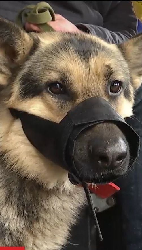 Чоловік два дні не міг виїхати зі Львова, бо його собаці не дозволяли зайти в автобус